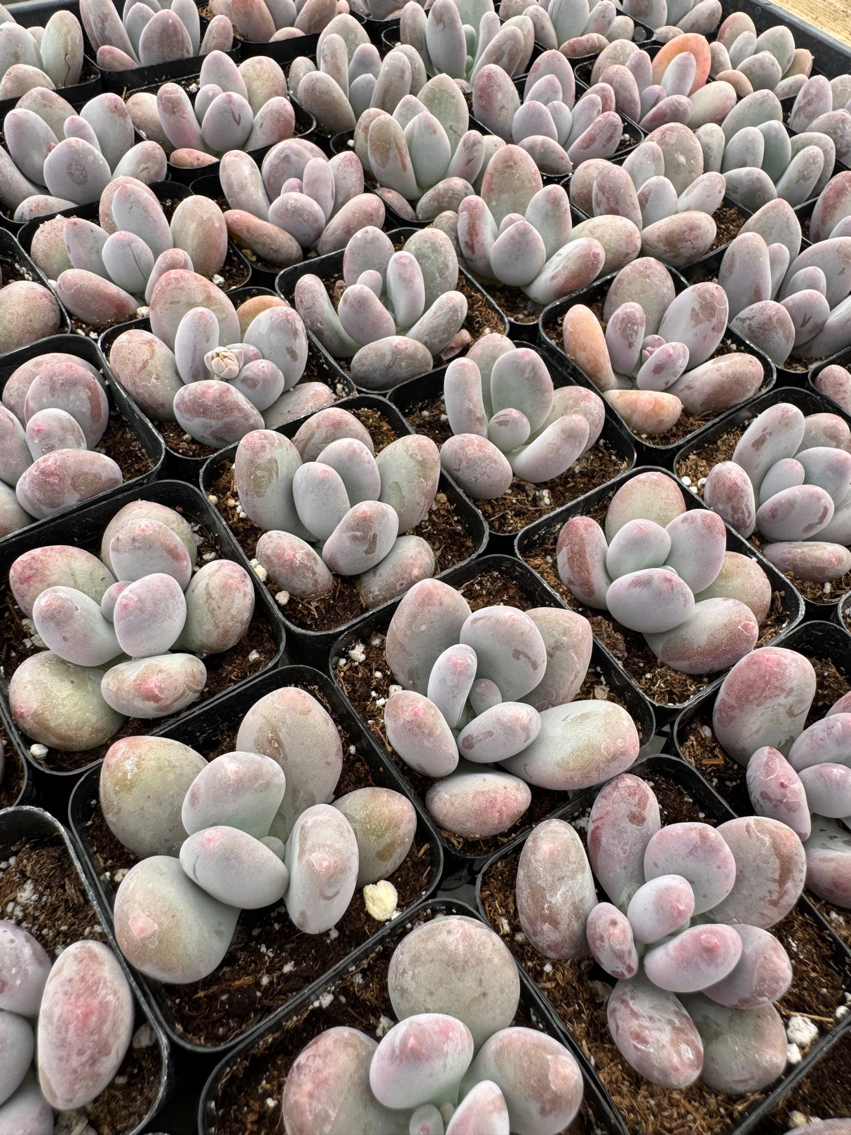 64-Pack 2” Pachyphytum bracteosum - Moonstone Succulent