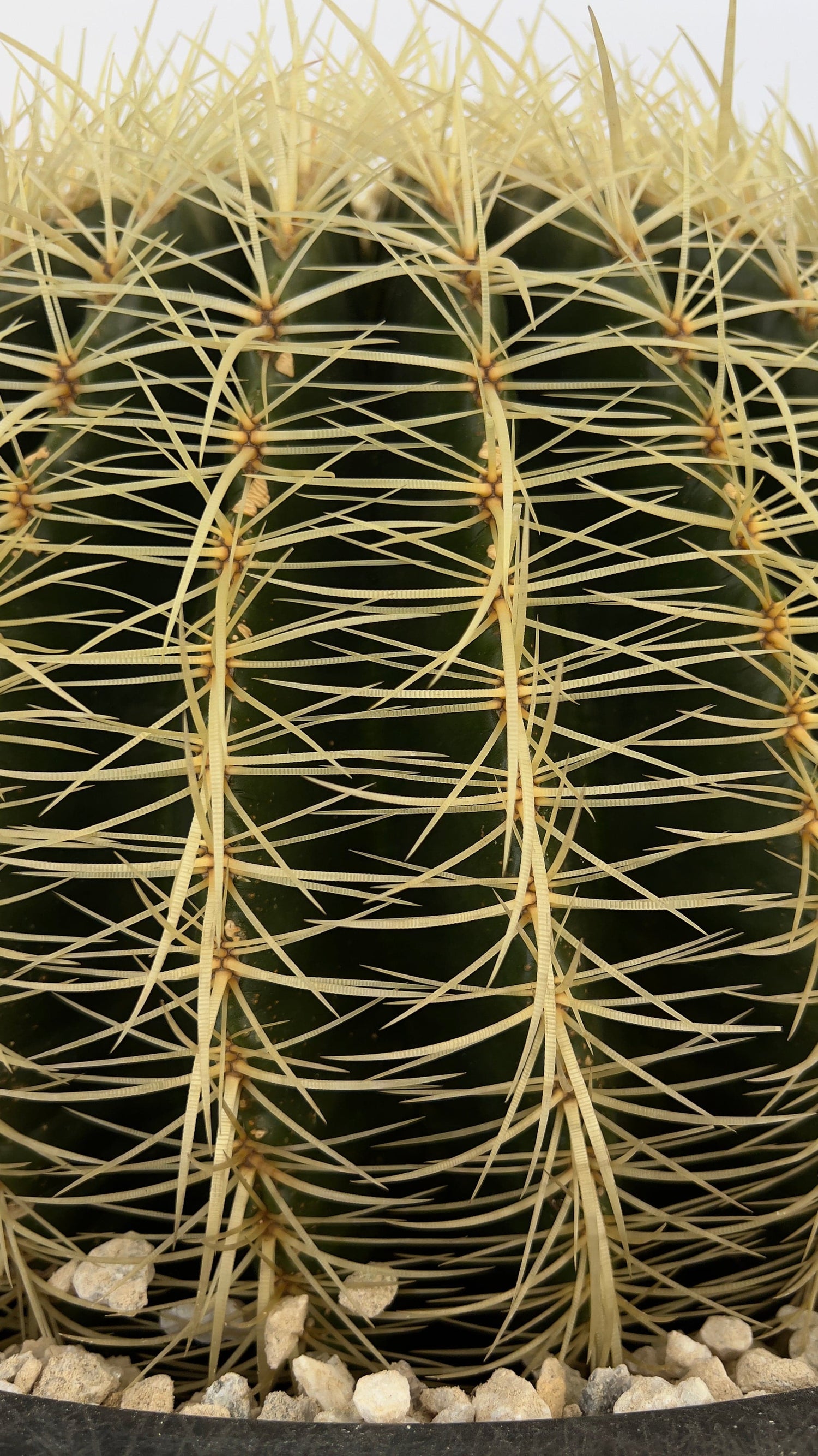 Golden Barrel Cactus - Echinocactus Grusonii