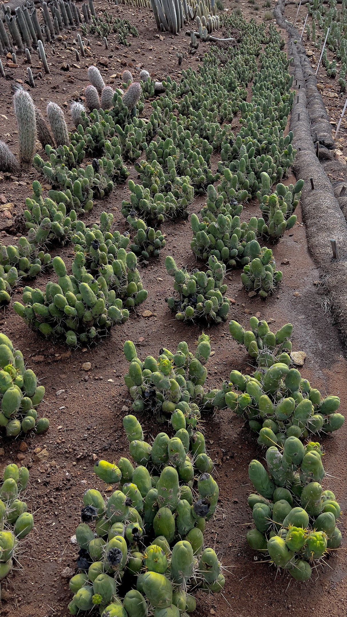 Penis Cactus (Short Form) - Trichocereus Bridgesii Monstrose