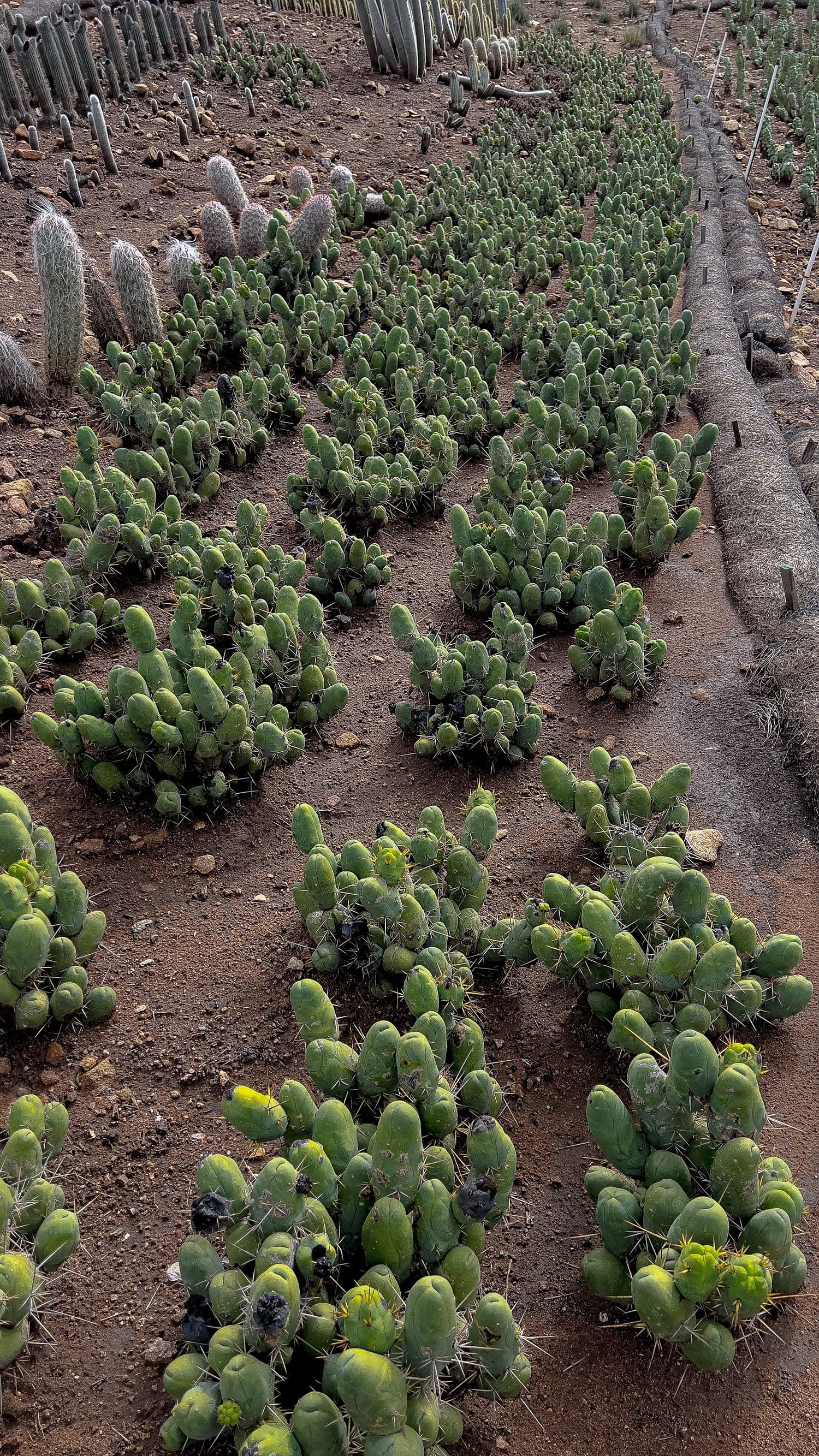 Penis Cactus (Short Form) - Trichocereus Bridgesii Monstrose