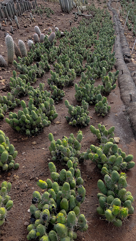 Penis Cactus (Short Form) - Trichocereus Bridgesii Monstrose