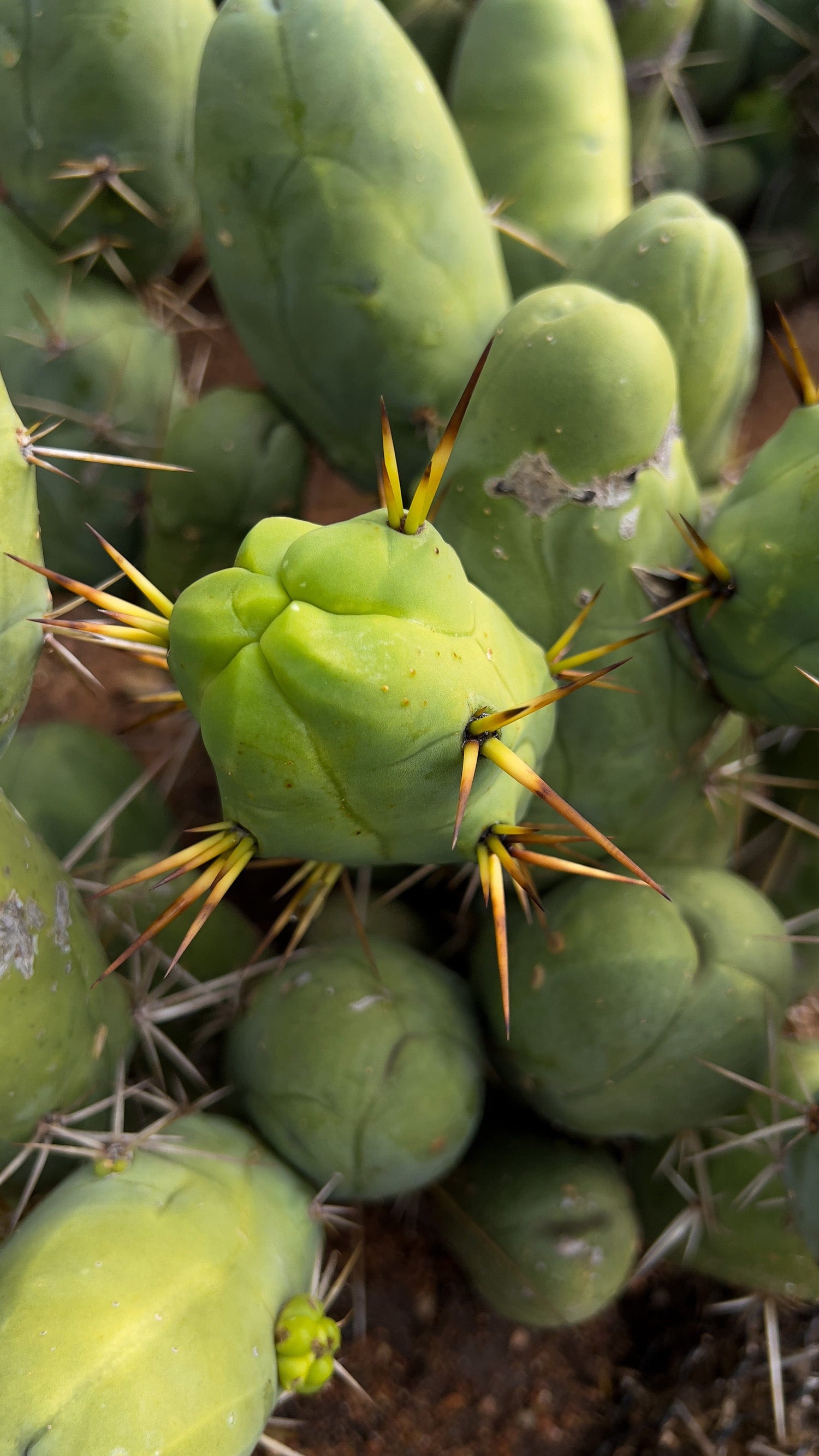 Penis Cactus (Short Form) - Trichocereus Bridgesii Monstrose