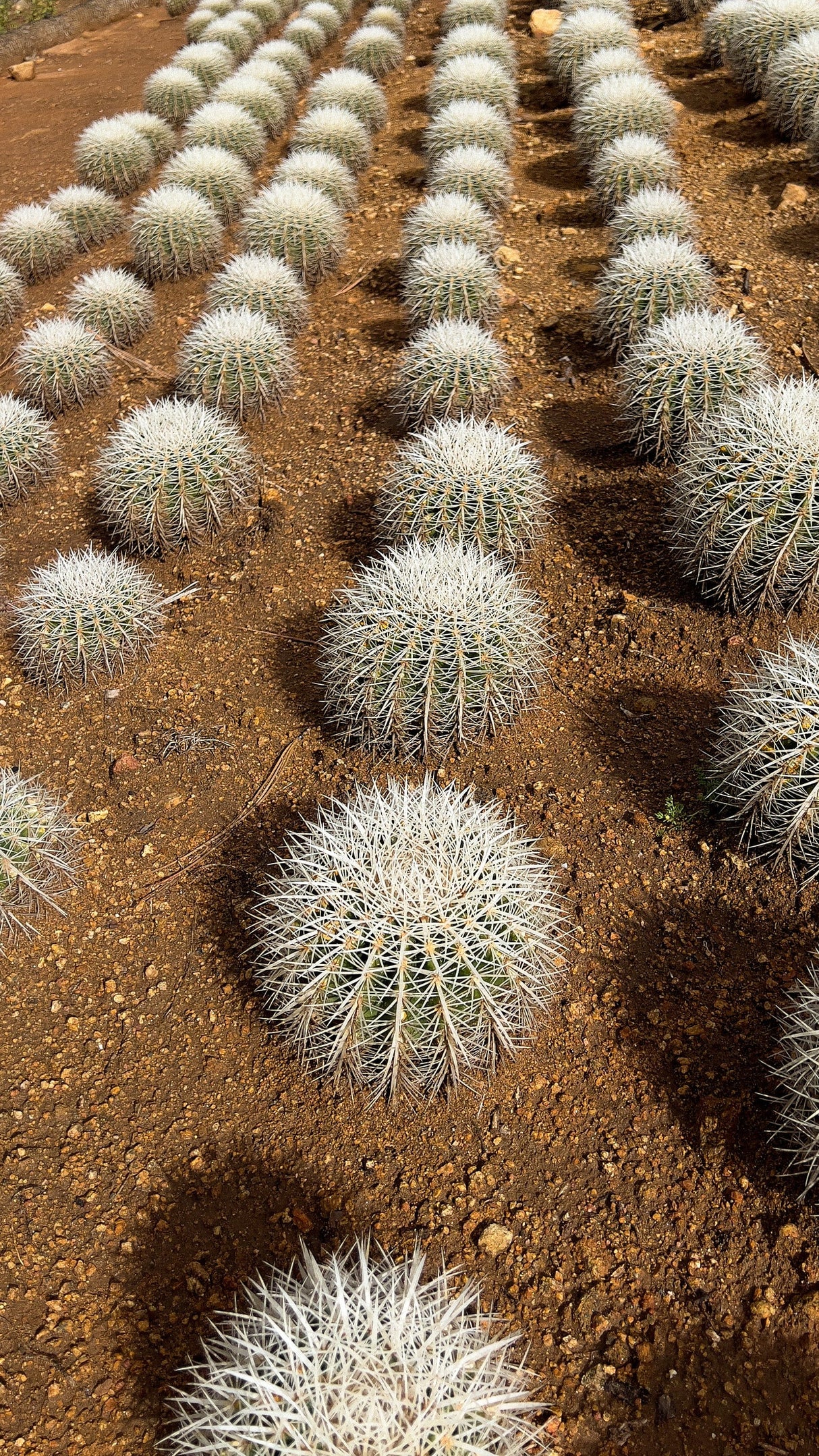 White Spine Barrel Cactus - Echinocactus Grusonii Albispinus