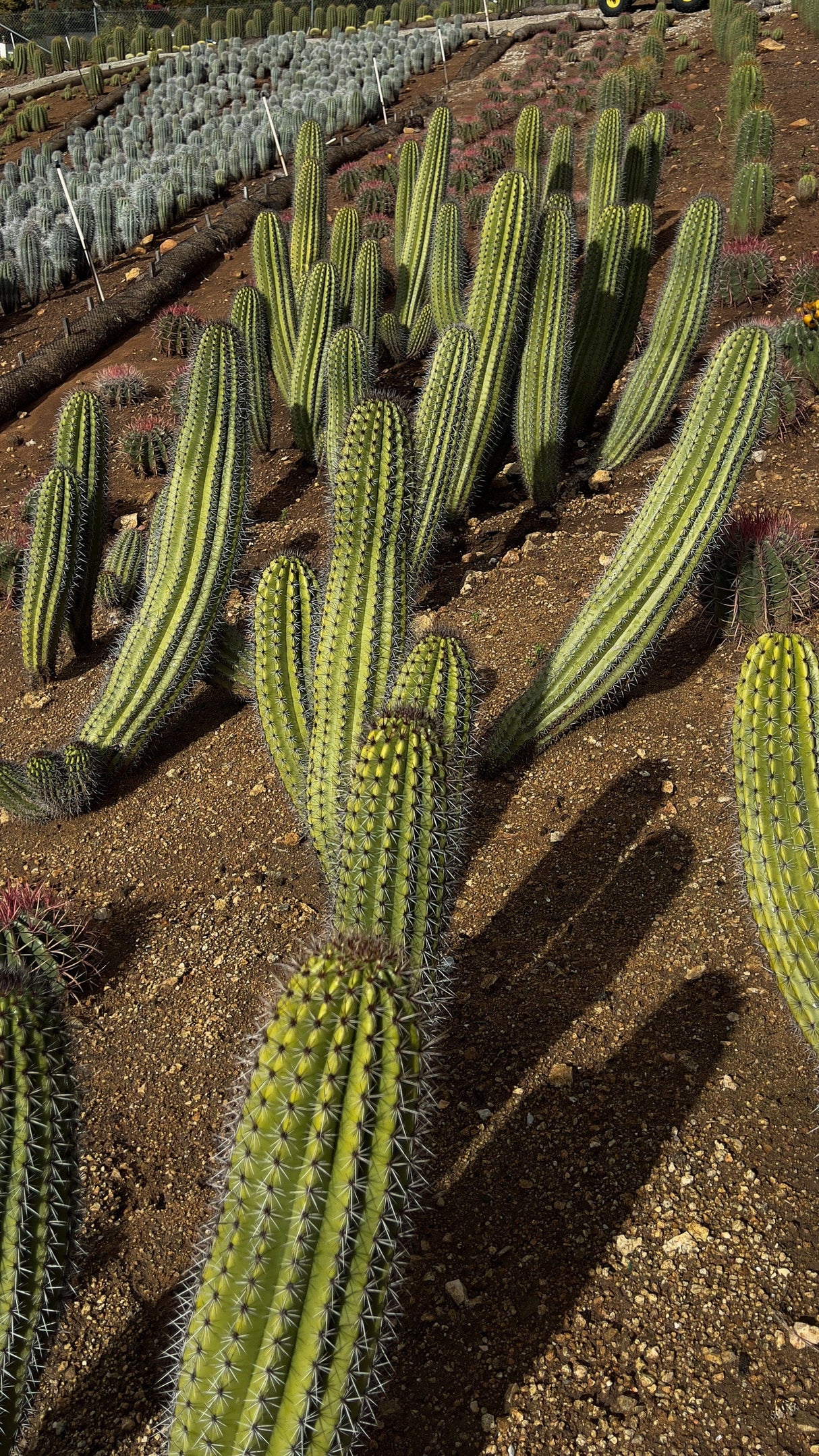 Organ Pipe Cactus - Stenocereus Thurberi