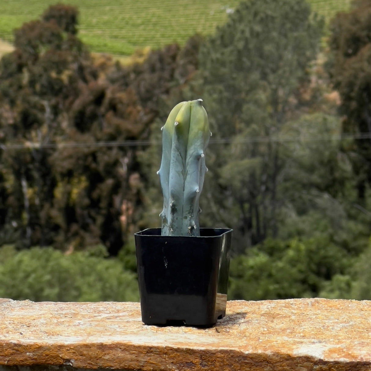 Blue Candle Cactus - Myrtillocactus Geometrizans