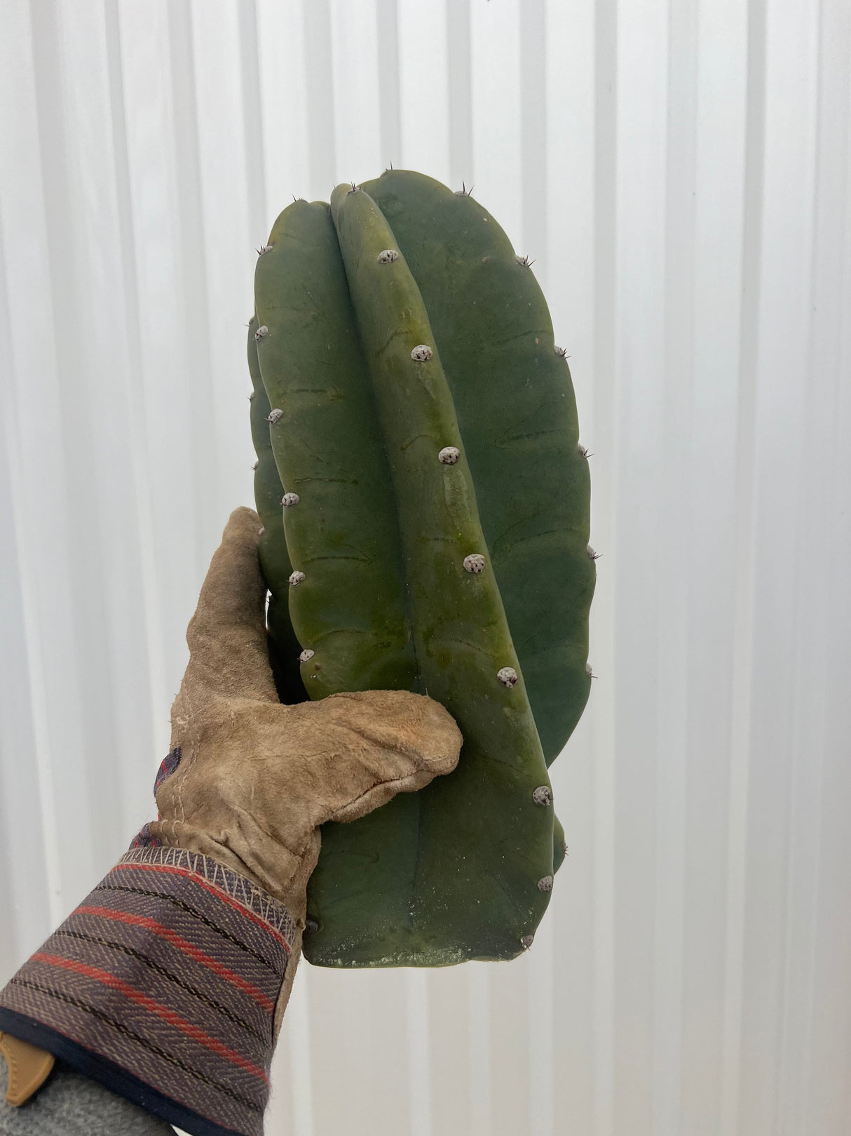 Peruvian Apple Cactus - Cereus Peruvianus