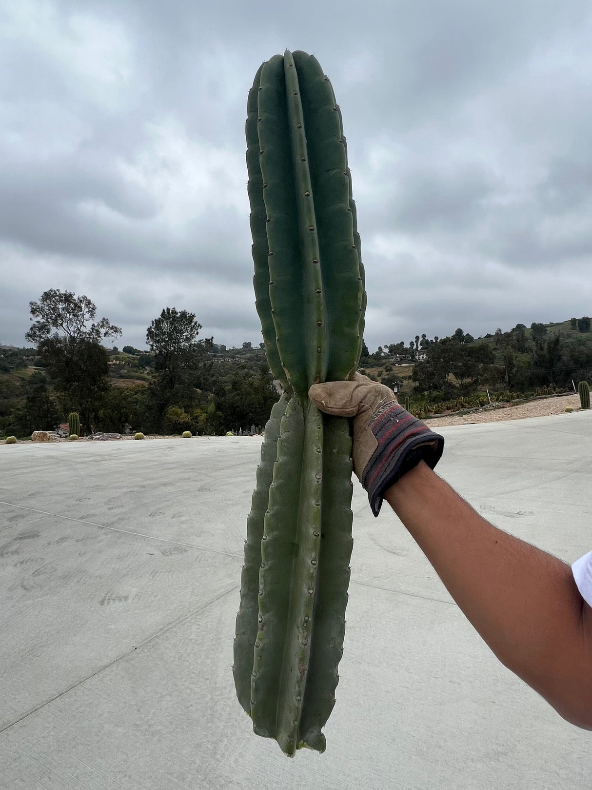 Peruvian Apple Cactus - Cereus Peruvianus