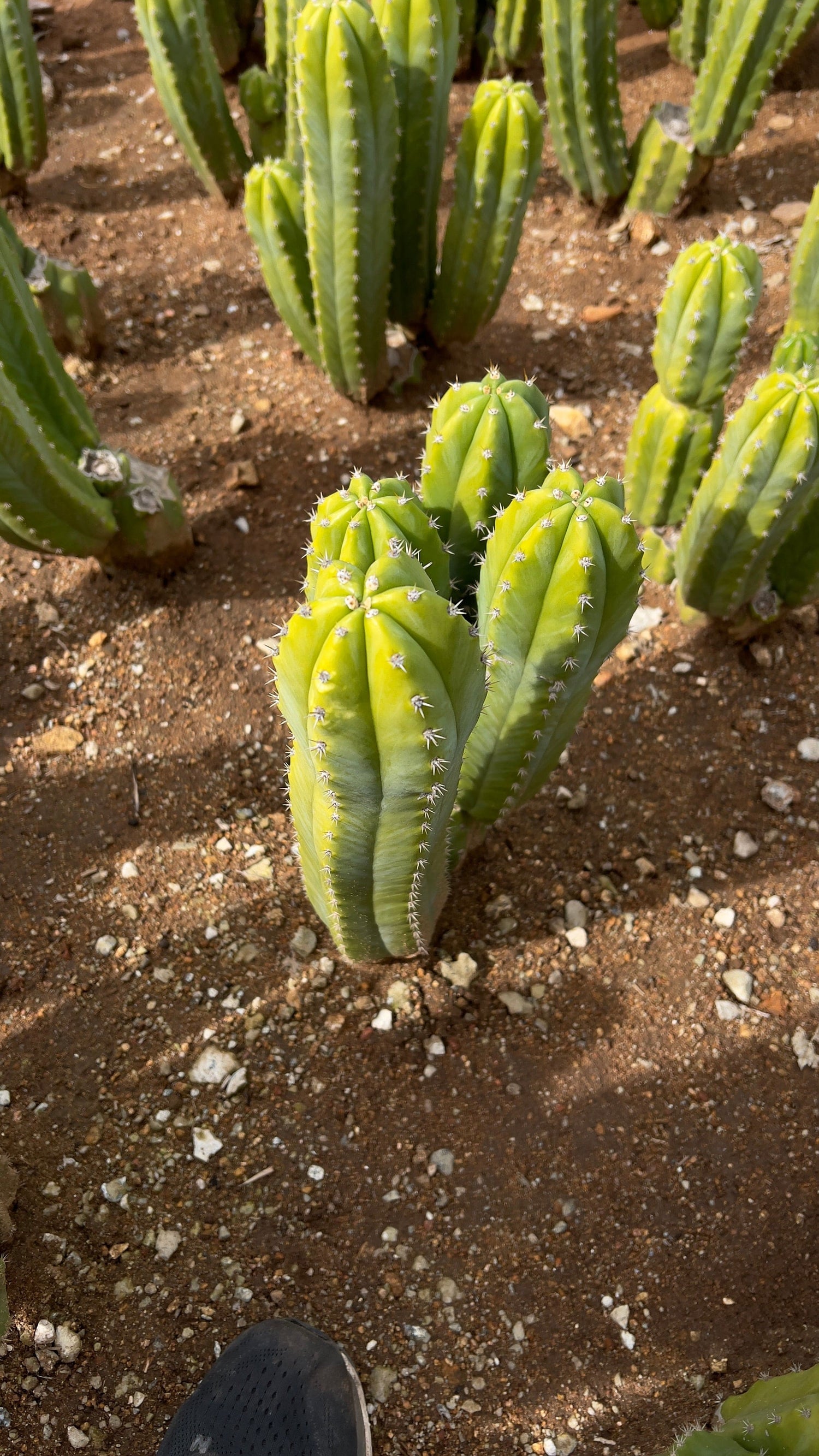 San Pedro Cactus Stand (3-5 Branches) - Echinopsis Pachanoi