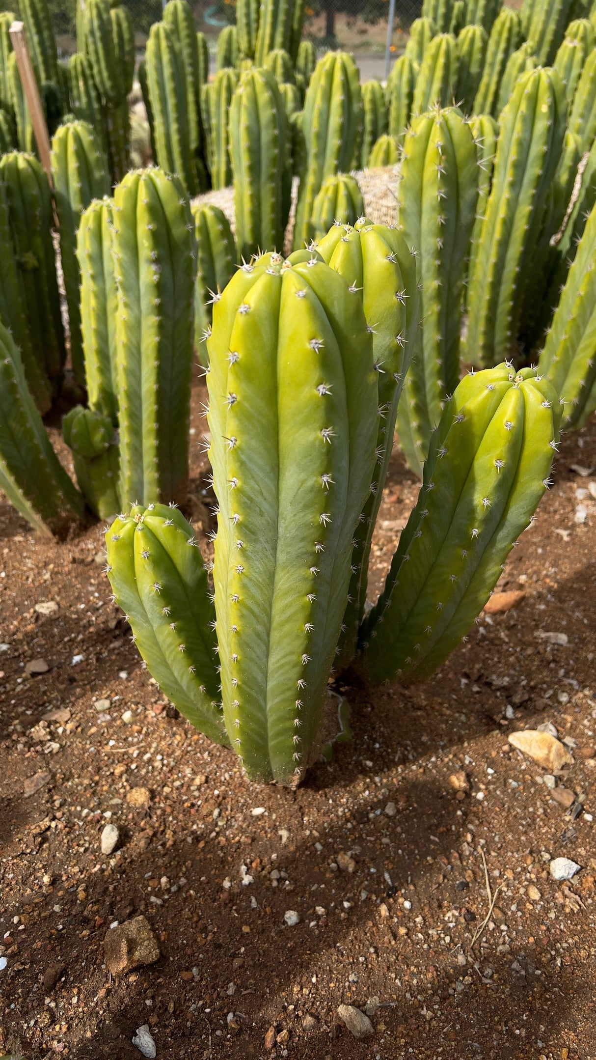 San Pedro Cactus Stand (3-5 Branches) - Echinopsis Pachanoi