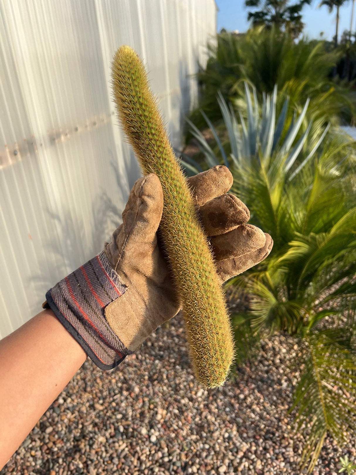 Golden Rat Tail - Cleistocactus Brookeae