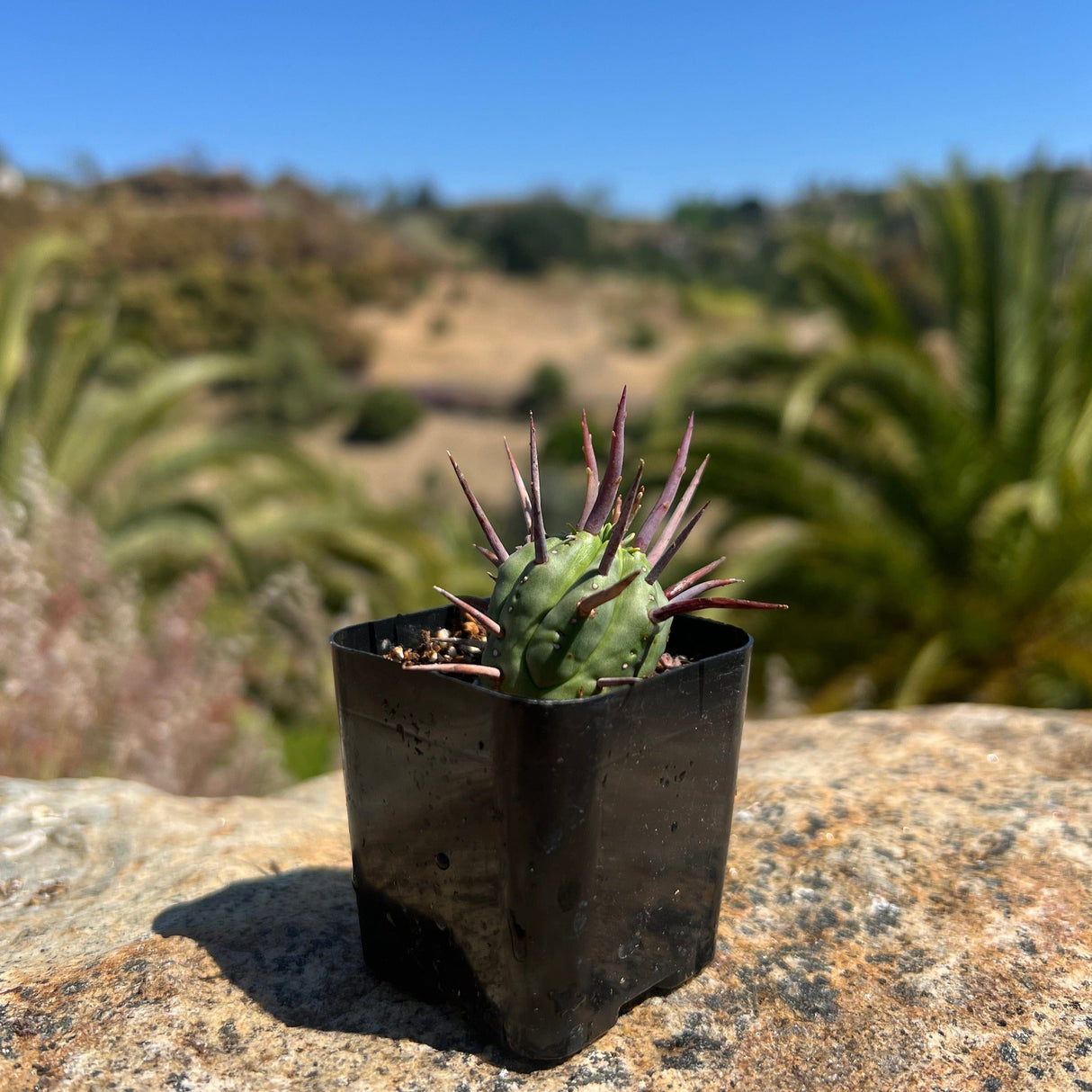 Euphorbia Ferox (Pincushion Euphorbia) - Euphorbia Ferox