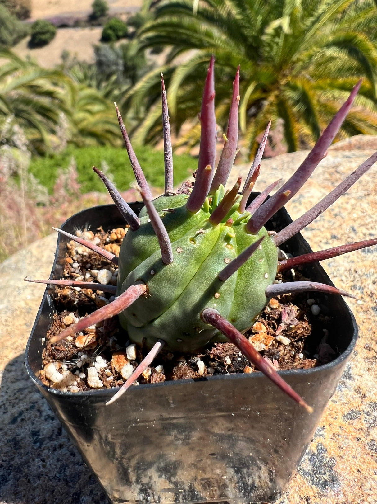 Euphorbia Ferox (Pincushion Euphorbia) - Euphorbia Ferox