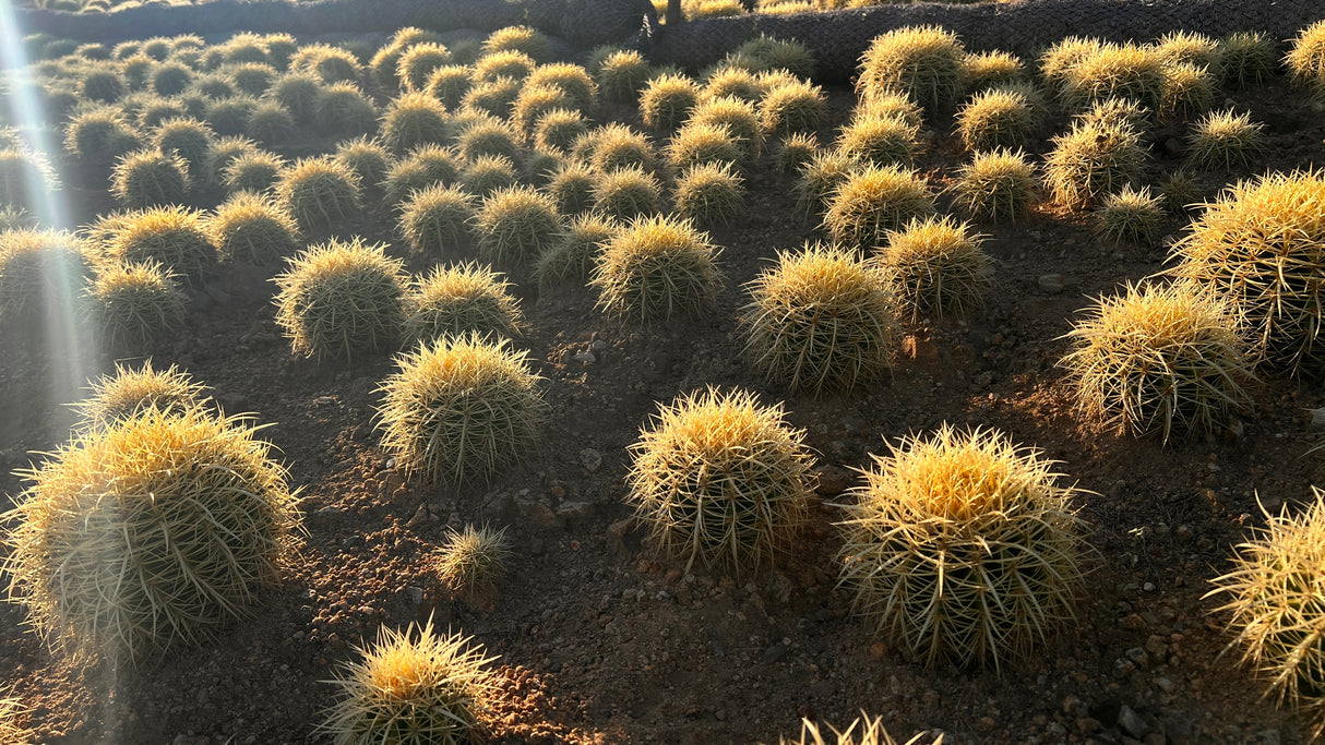 64-Pack 2” Golden Barrel Cactus - Echinocactus grusonii