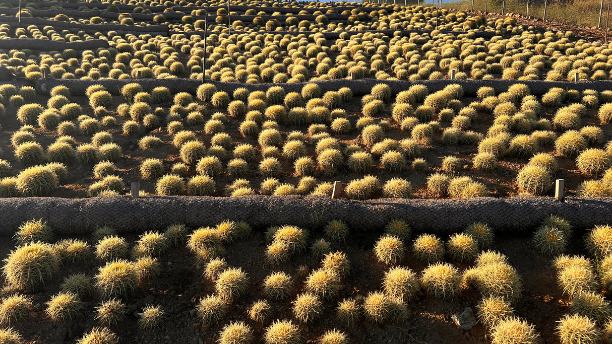64-Pack 2” Golden Barrel Cactus - Echinocactus grusonii