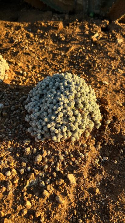 Mammillaria gracilis fragilis - (Thimble Cactus)