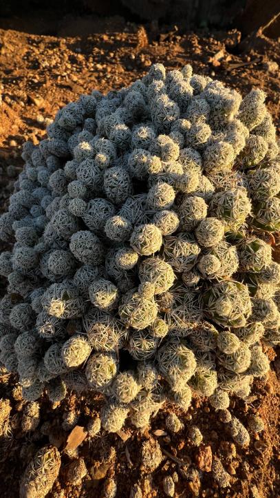 Mammillaria gracilis fragilis - (Thimble Cactus)