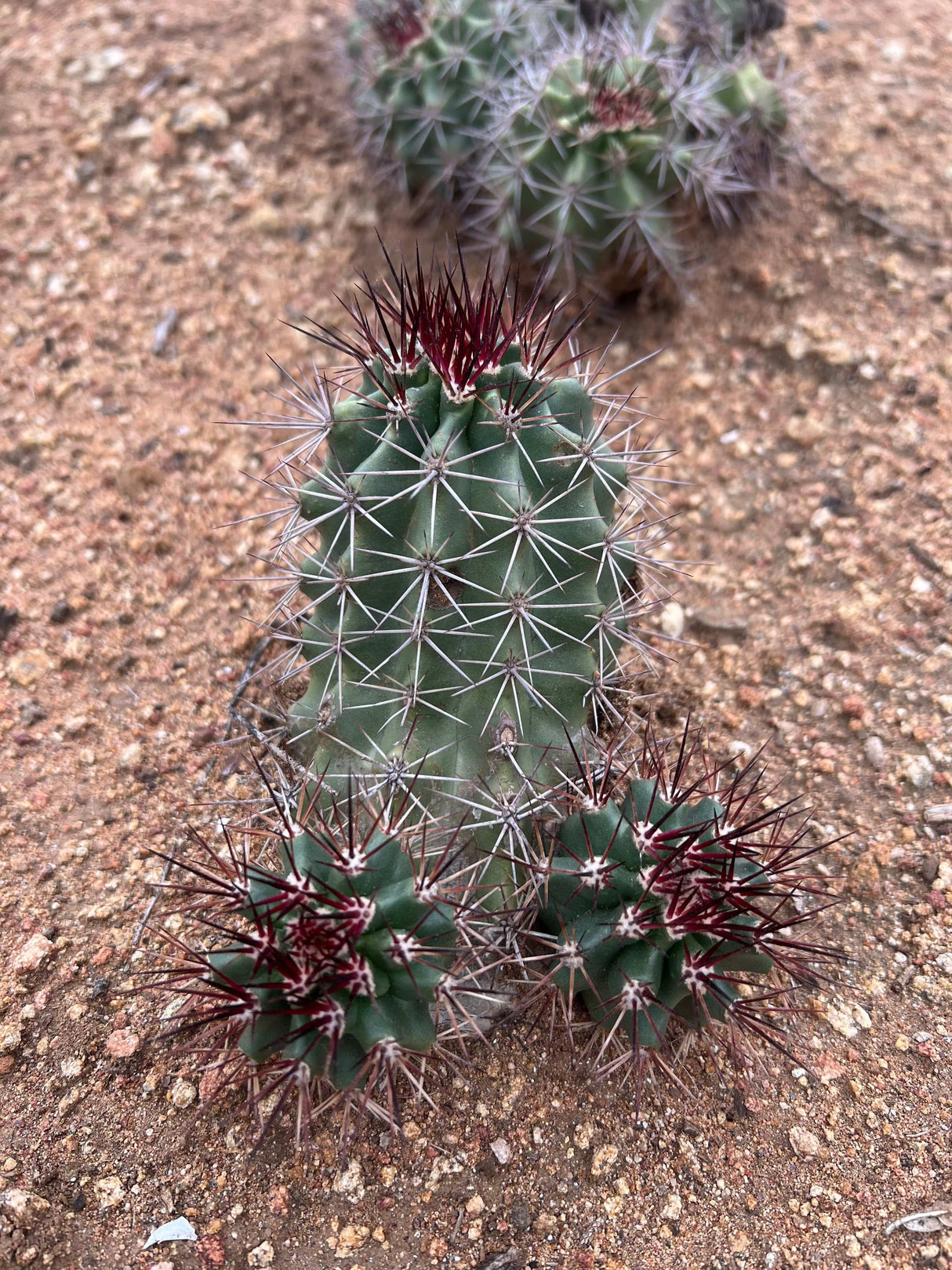 Claret Cup (Hedgehog) Cactus - Echinocereus Triglochidiatus