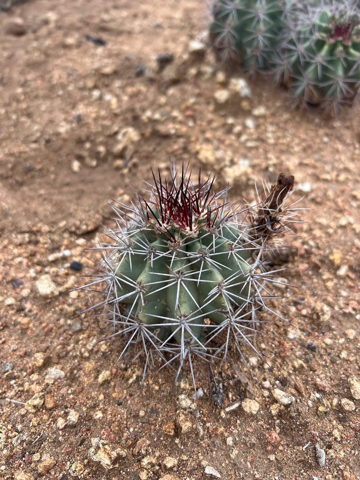 Claret Cup (Hedgehog) Cactus - Echinocereus Triglochidiatus
