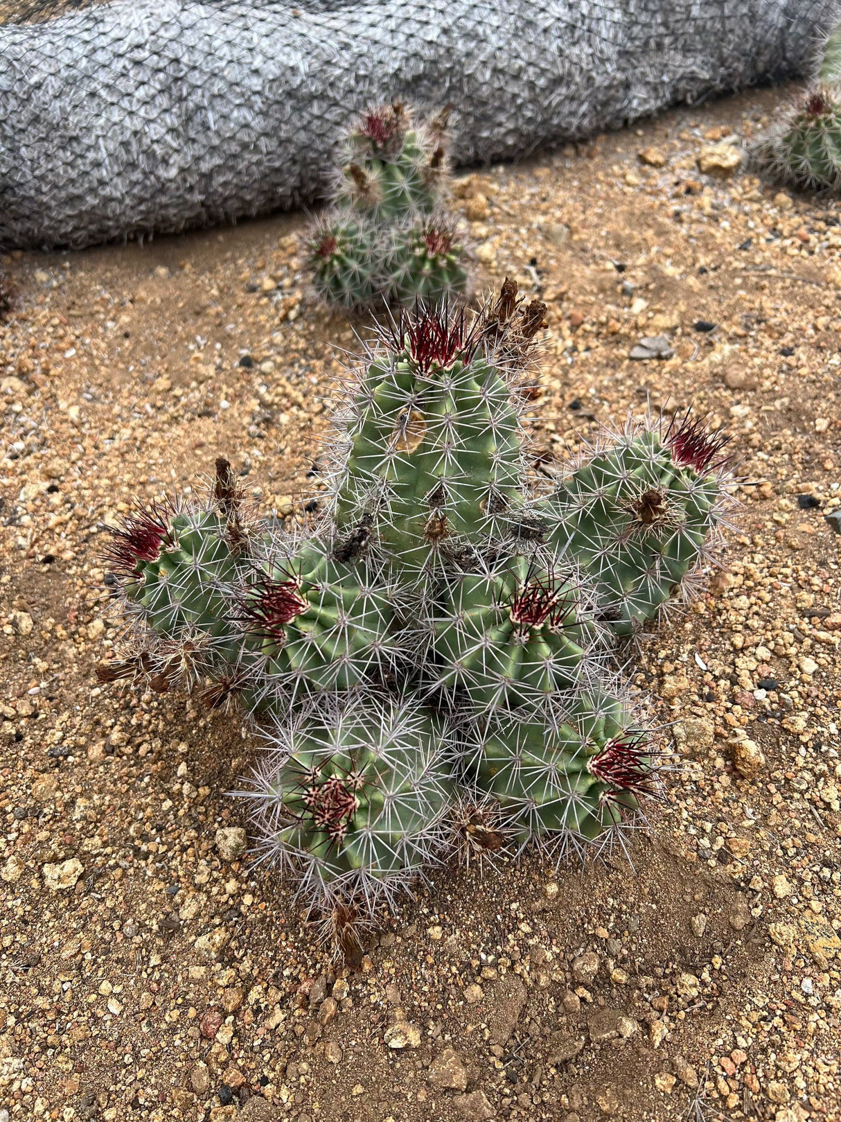 Claret Cup (Hedgehog) Cactus - Echinocereus Triglochidiatus