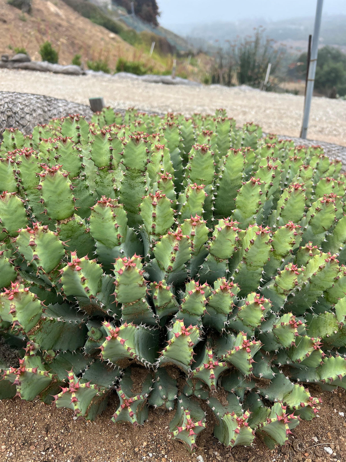 Moroccan Mound - Euphorbia Resinifera