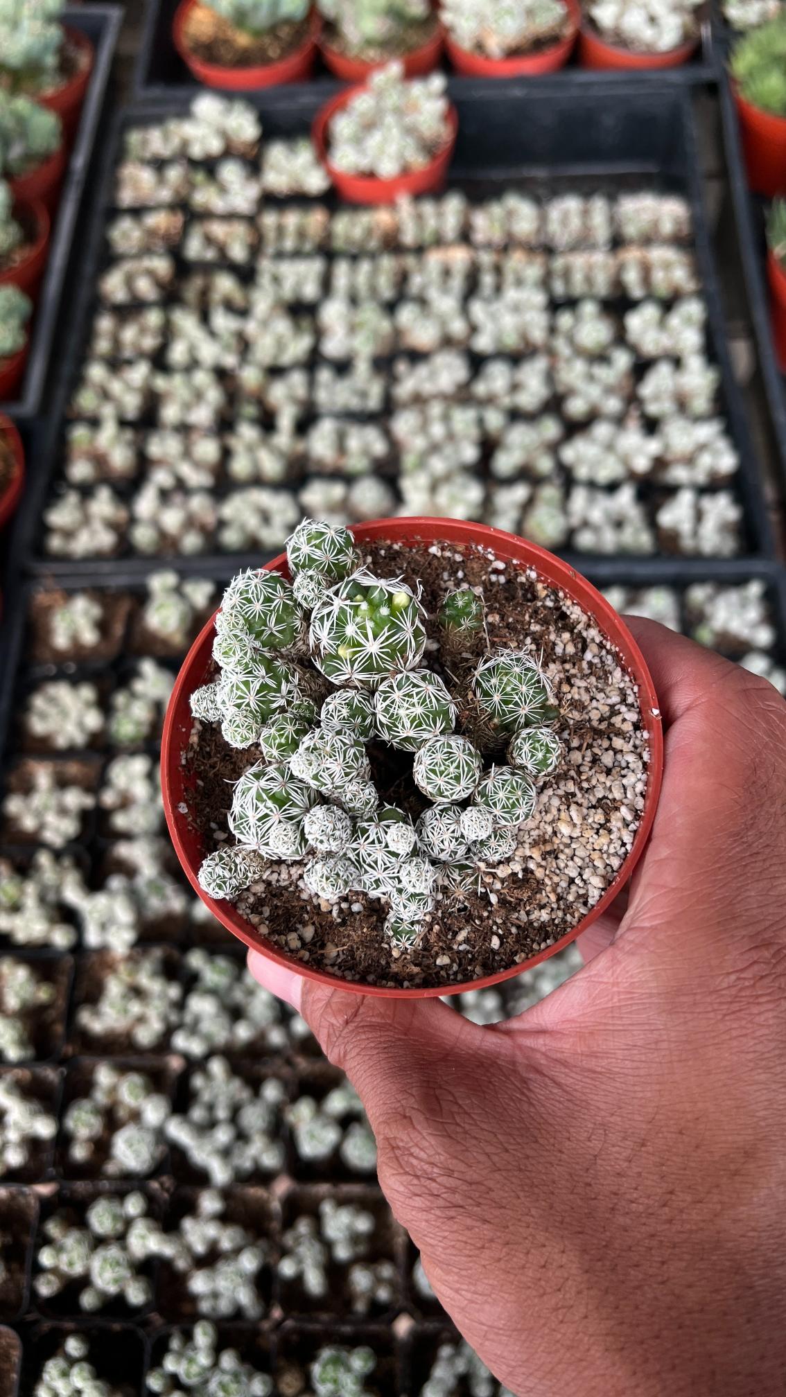 Mammillaria gracilis fragilis - (Thimble Cactus)