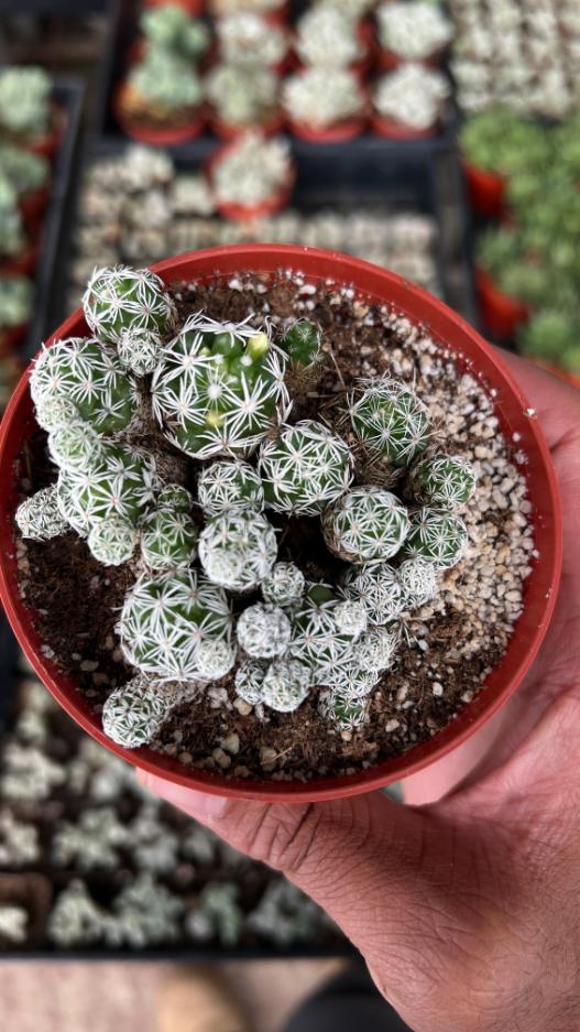 Mammillaria gracilis fragilis - (Thimble Cactus)