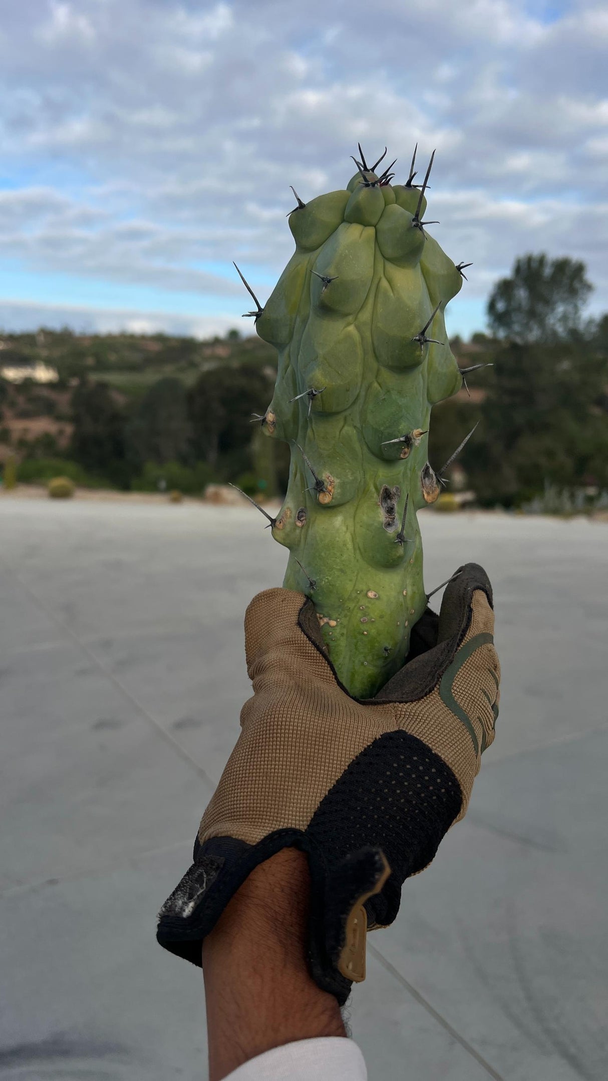 Myrtillocactus geometrizans fukurokuryuzinboku - Boobie Cactus