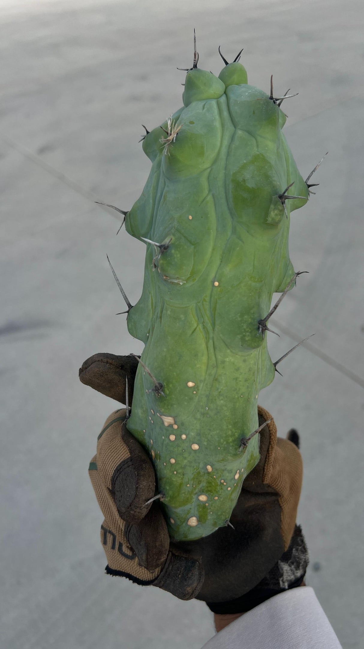 Myrtillocactus geometrizans fukurokuryuzinboku - Boobie Cactus