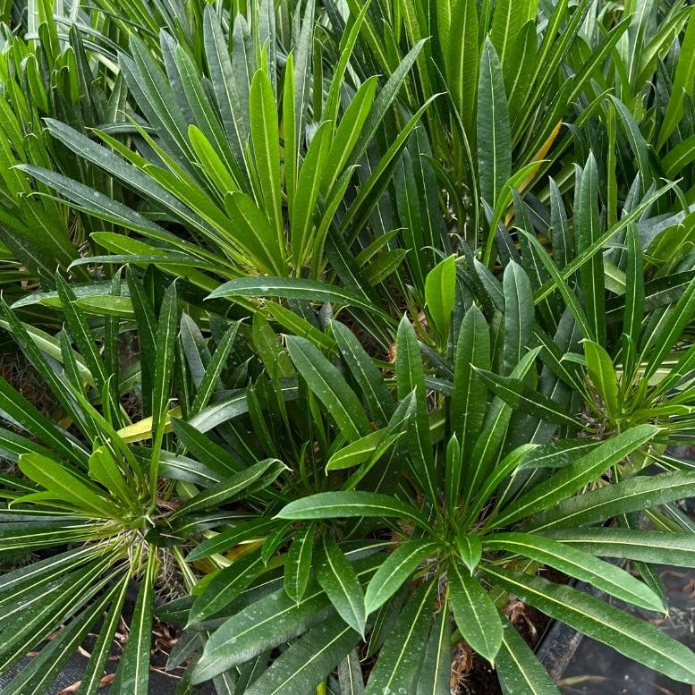 Madagascar Palm - Pachypodium lamerei