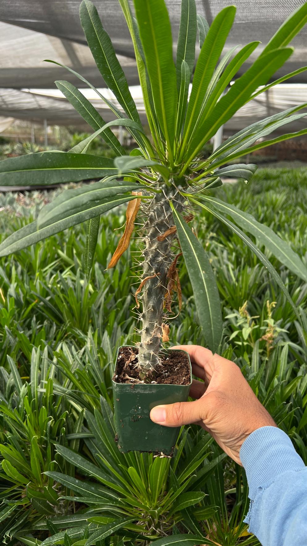 Madagascar Palm - Pachypodium lamerei