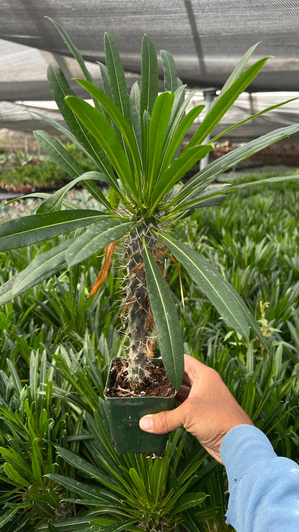 Madagascar Palm - Pachypodium lamerei