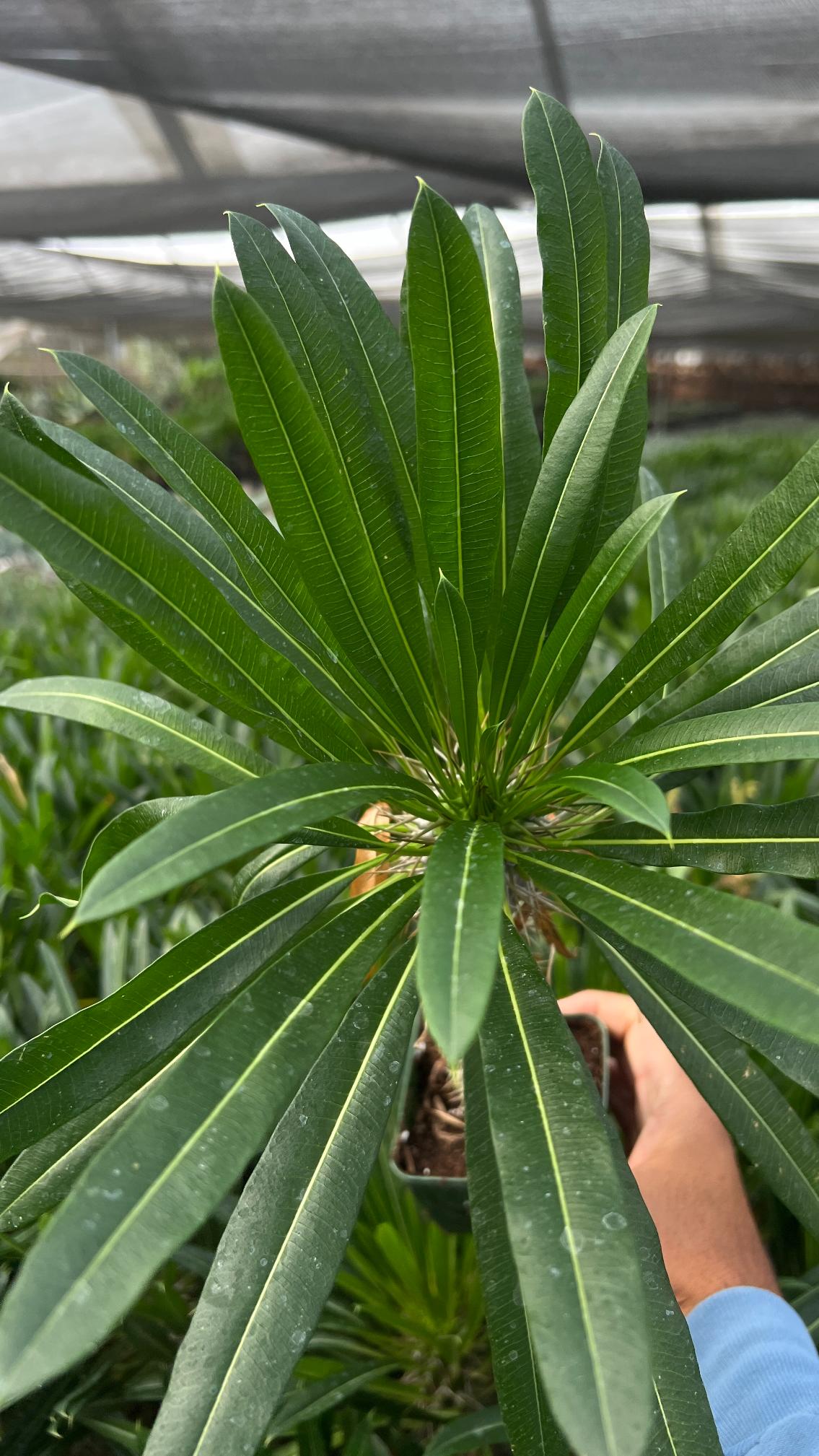 Madagascar Palm - Pachypodium lamerei