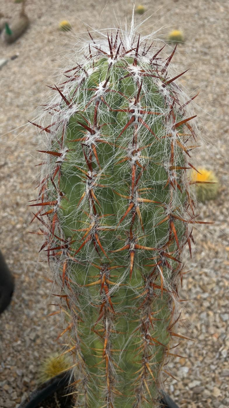 Oreocereus celsianus - Old Man of the Andes Cactus