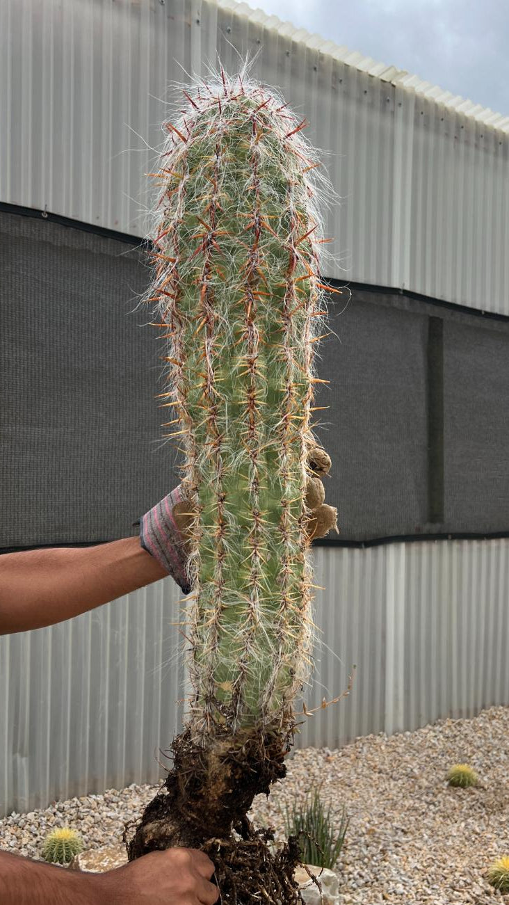 Oreocereus celsianus - Old Man of the Andes Cactus