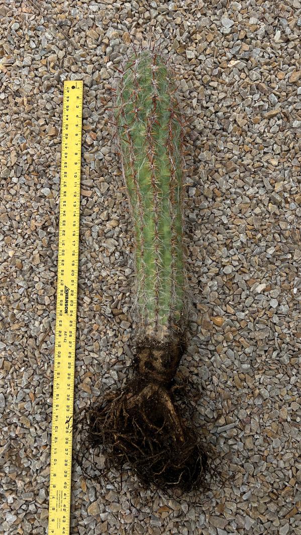 Oreocereus celsianus - Old Man of the Andes Cactus