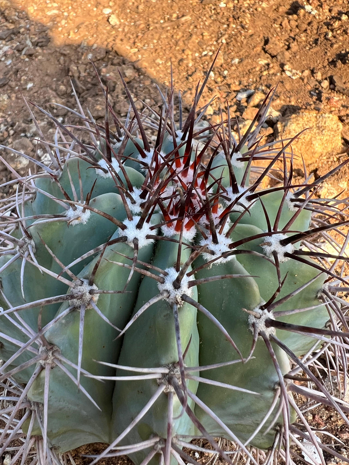 Turk's Cap Cactus - Melocactus azureus