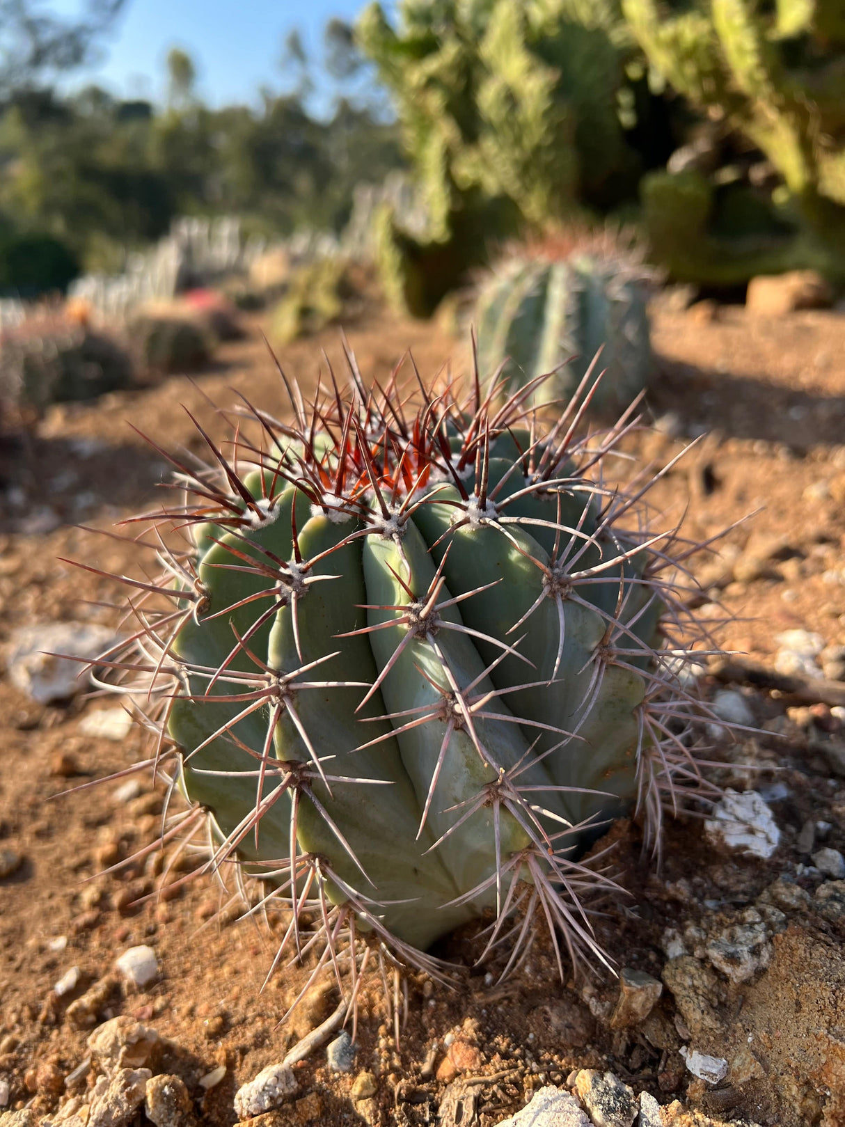 Turk's Cap Cactus - Melocactus azureus