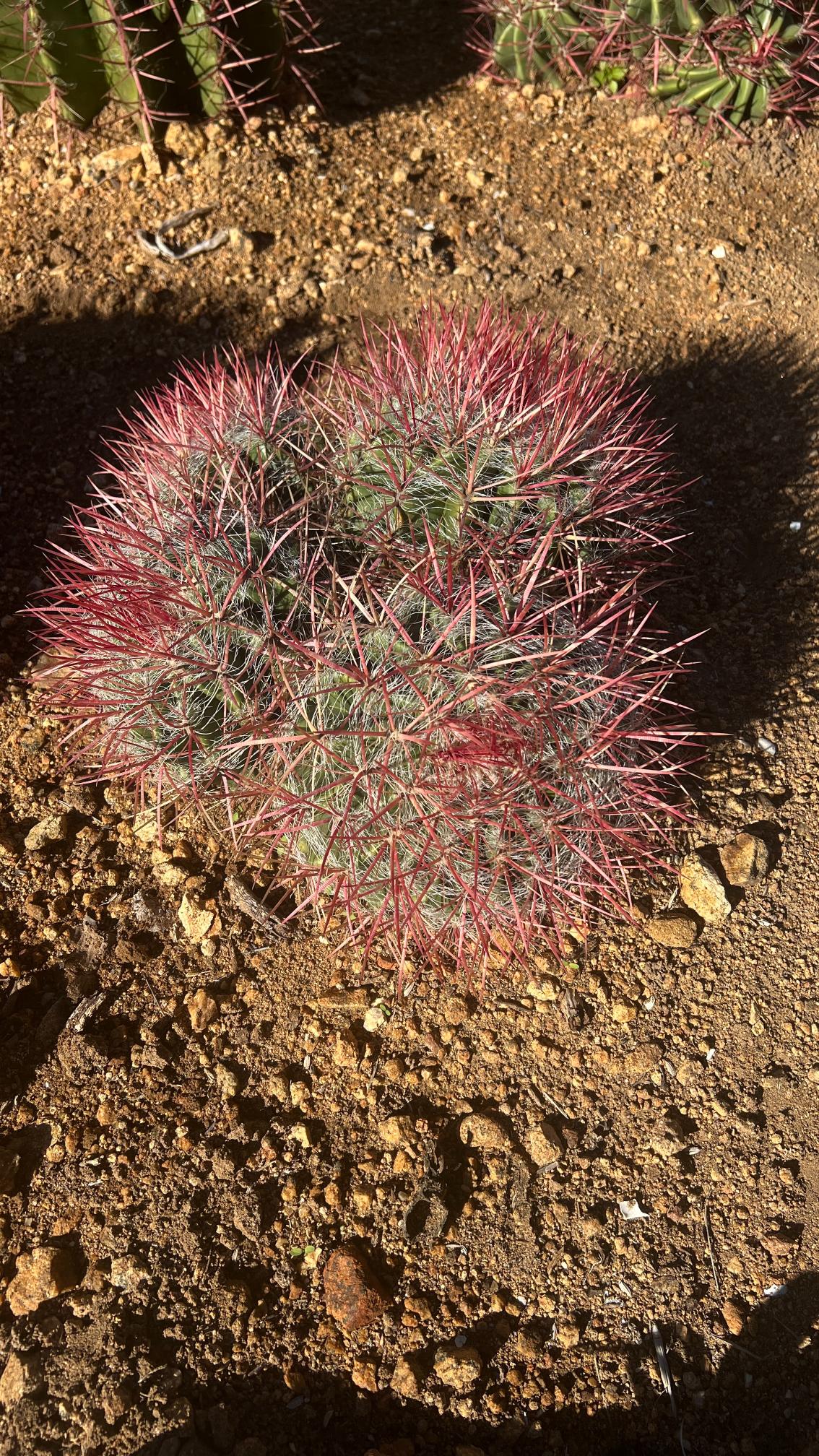 Red Barrel Cactus - Ferocactus sp. Cluster