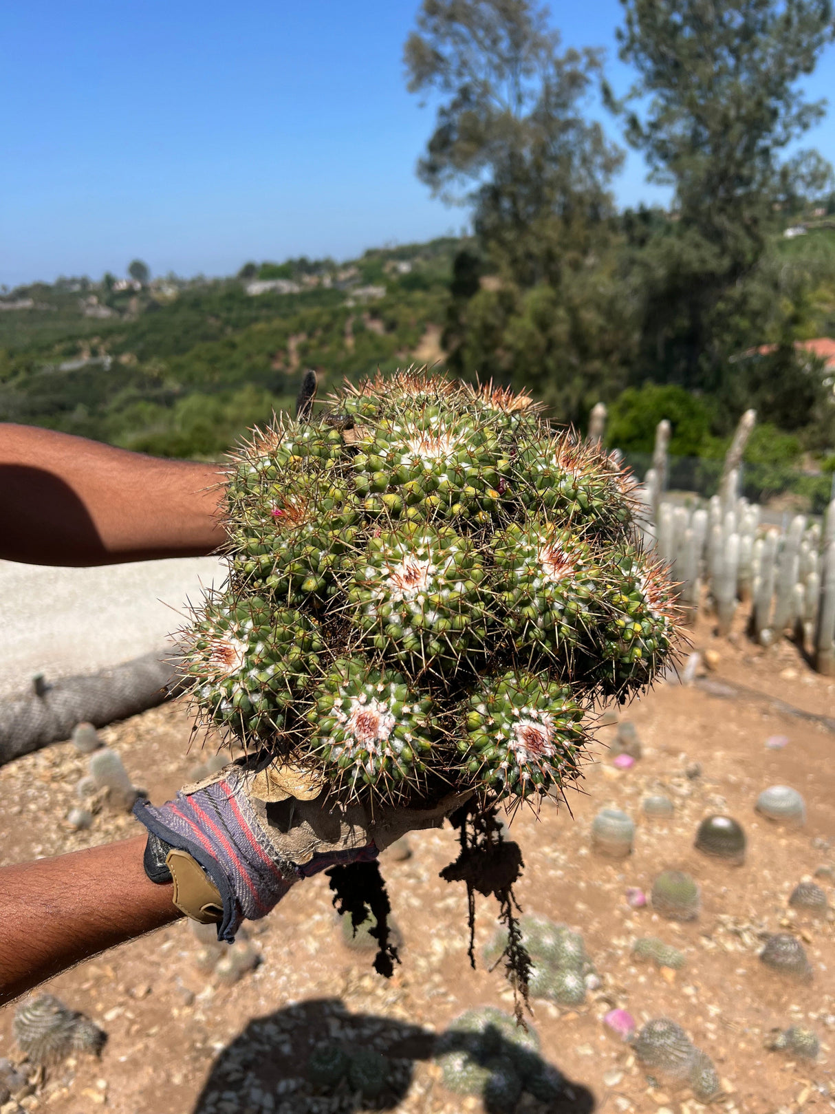Mother of Hundreds - Mammillaria Compressa