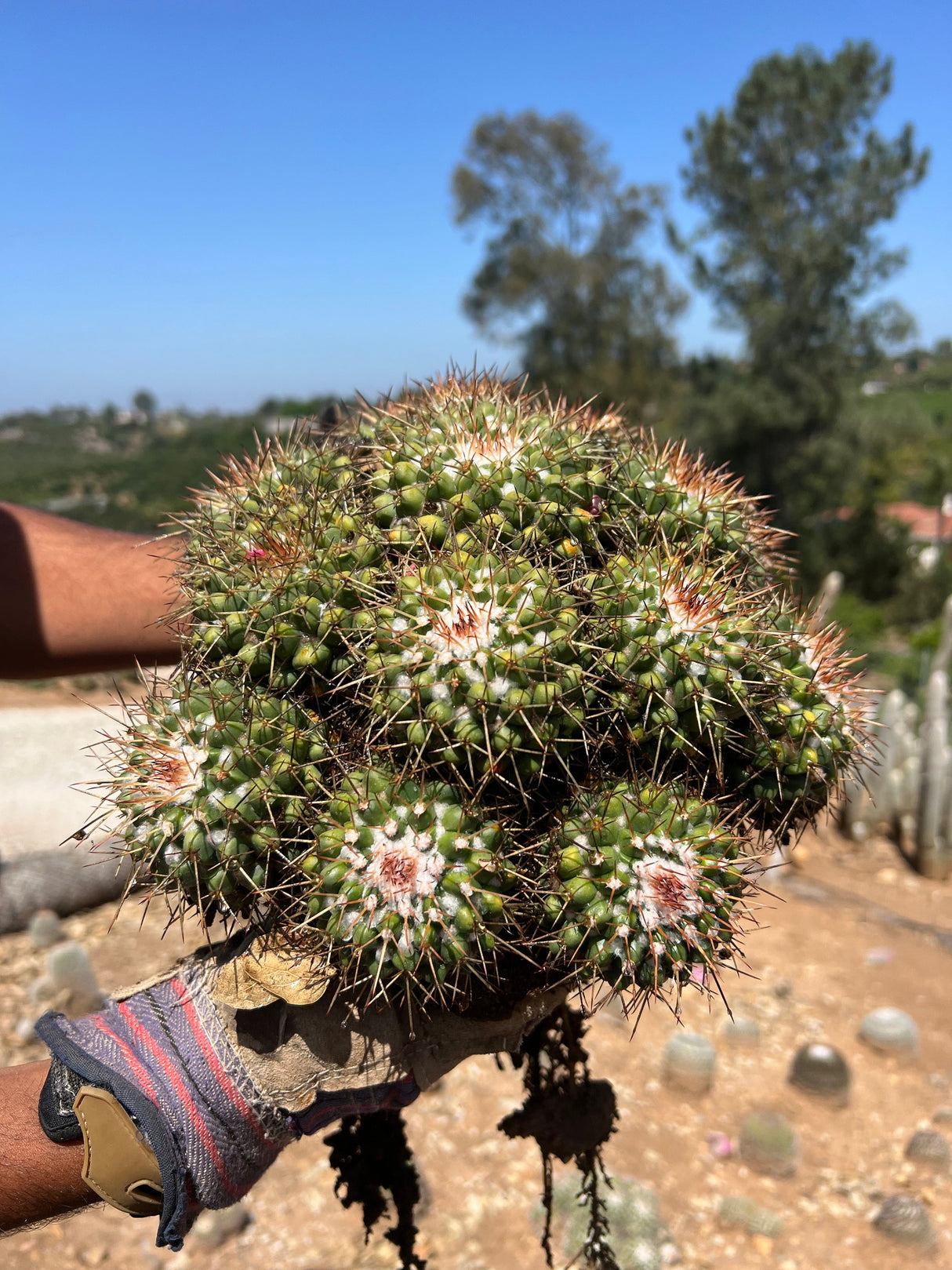 Mother of Hundreds - Mammillaria Compressa