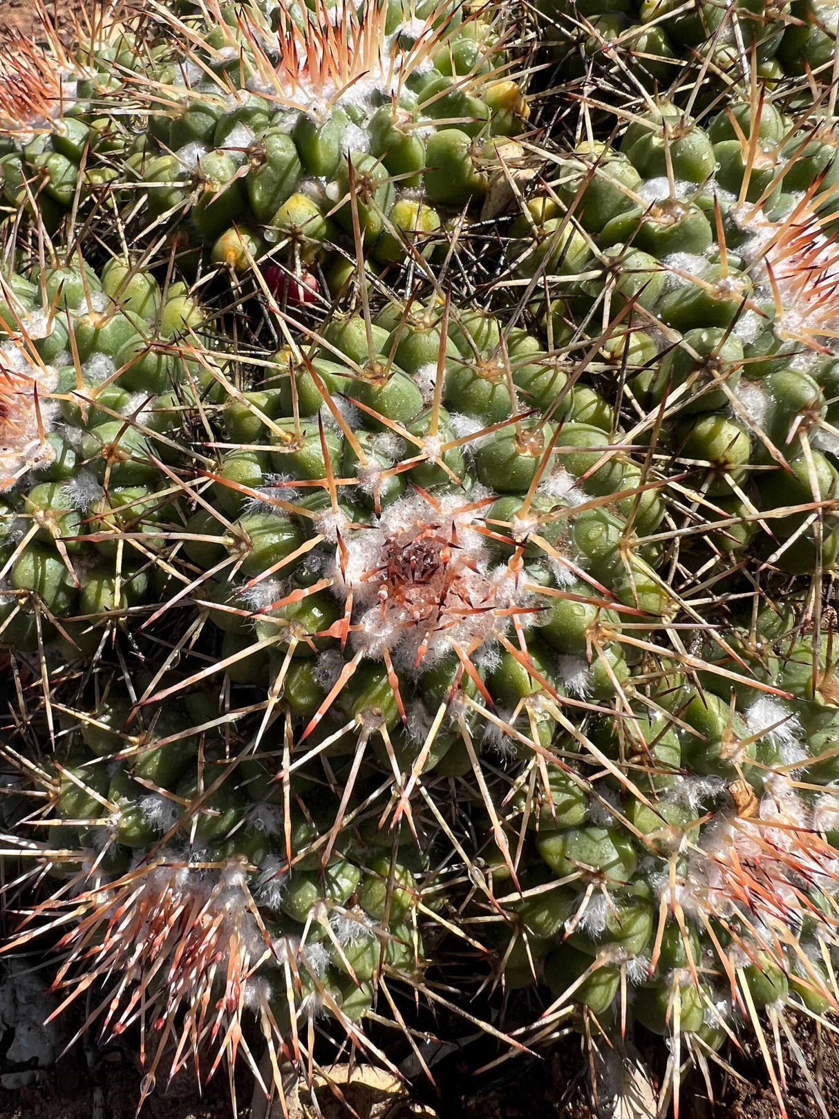 Mother of Hundreds - Mammillaria Compressa