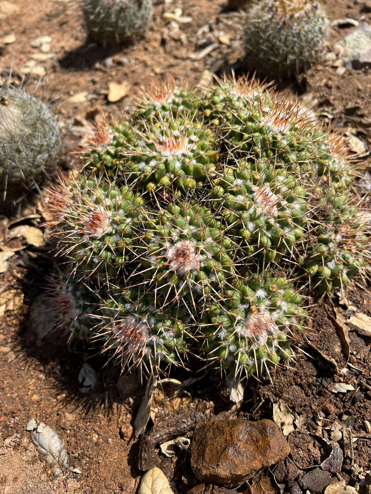 Mother of Hundreds - Mammillaria Compressa