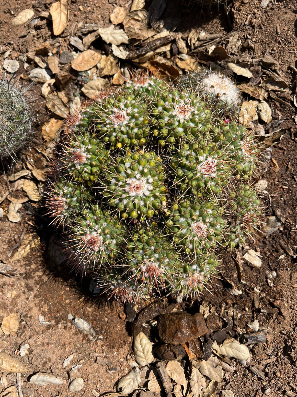 Mother of Hundreds - Mammillaria Compressa