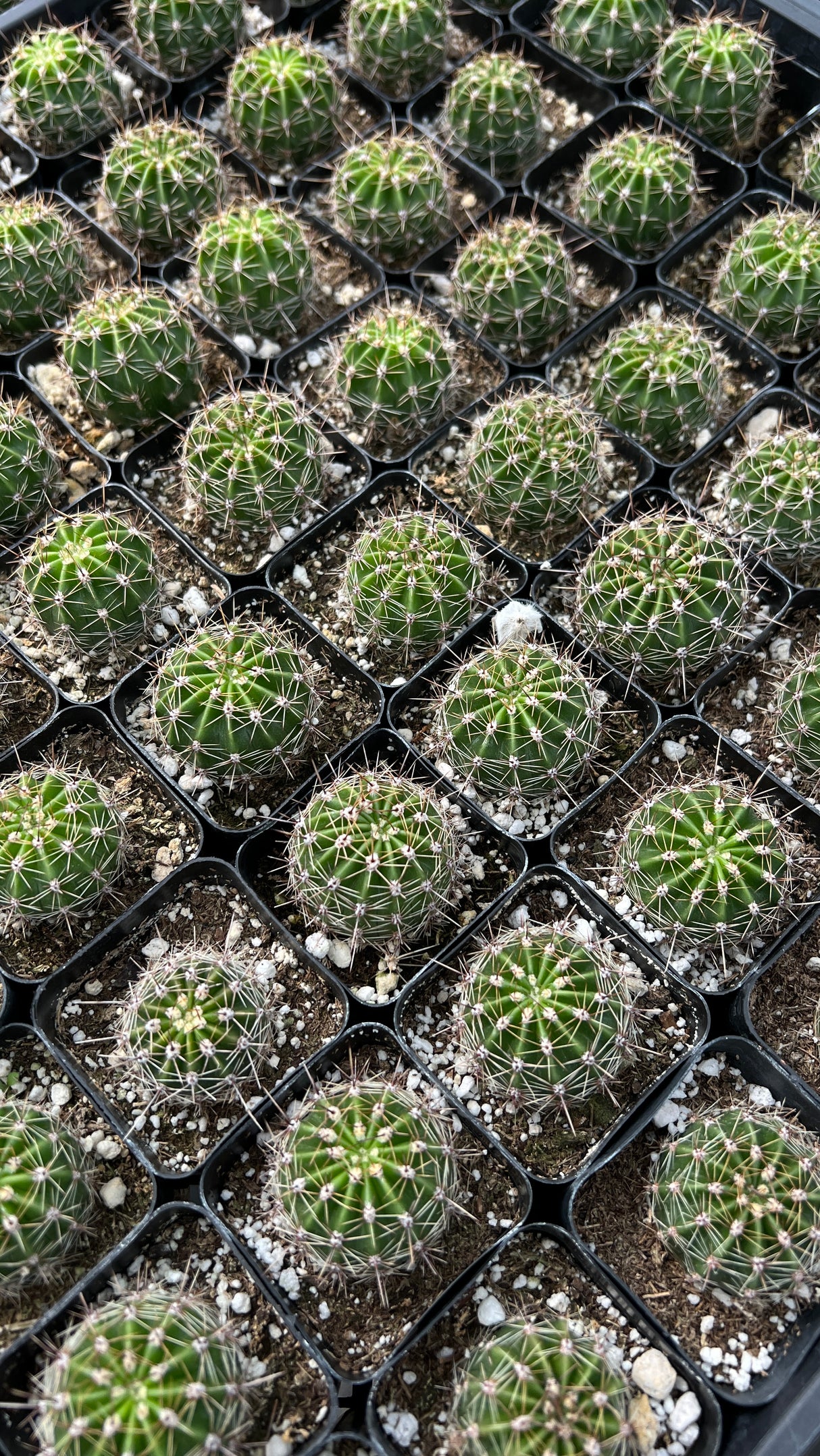 64-Pack 2” Easter Lily Cactus - Echinopsis oxygona