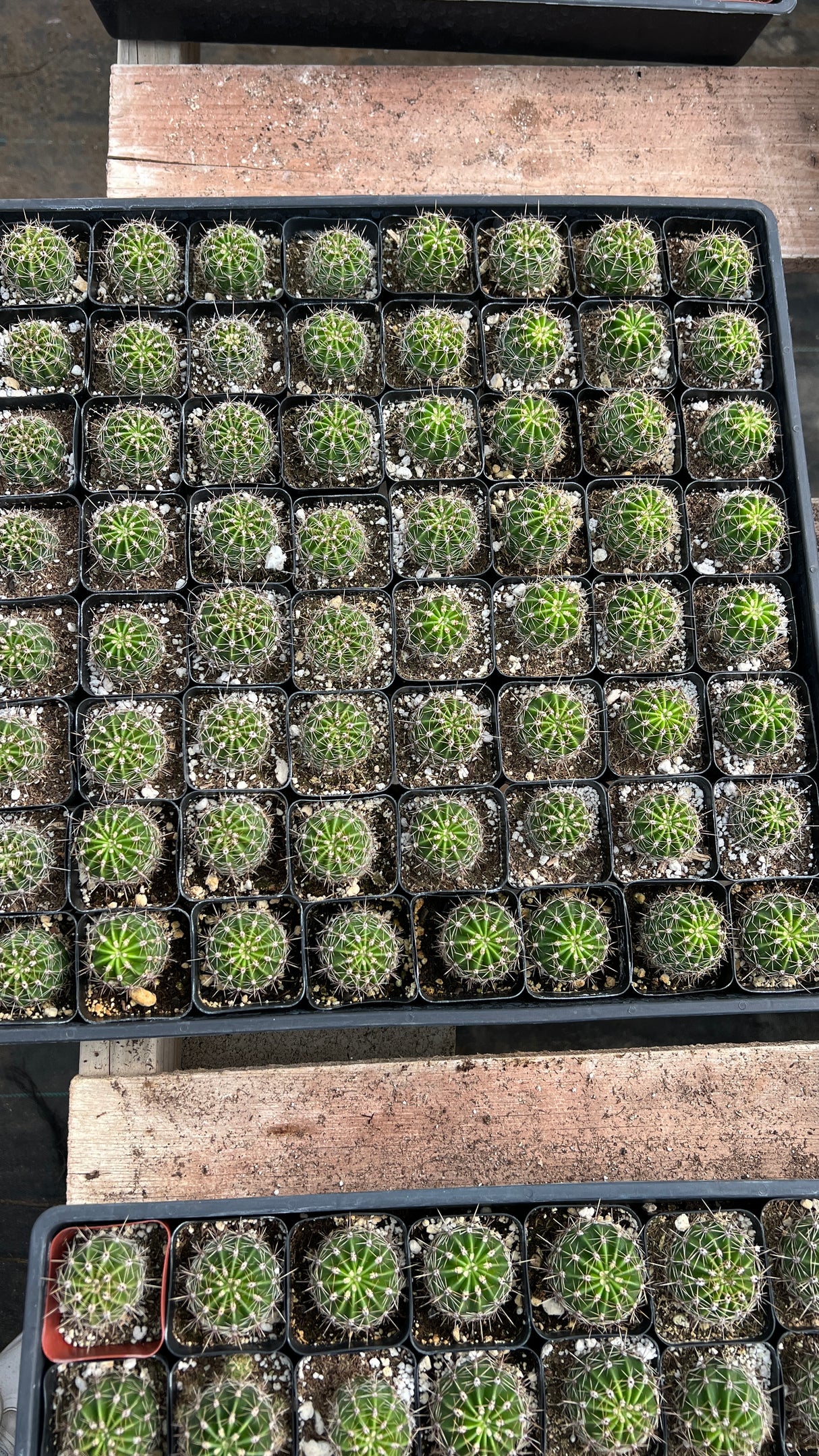 64-Pack 2” Easter Lily Cactus - Echinopsis oxygona