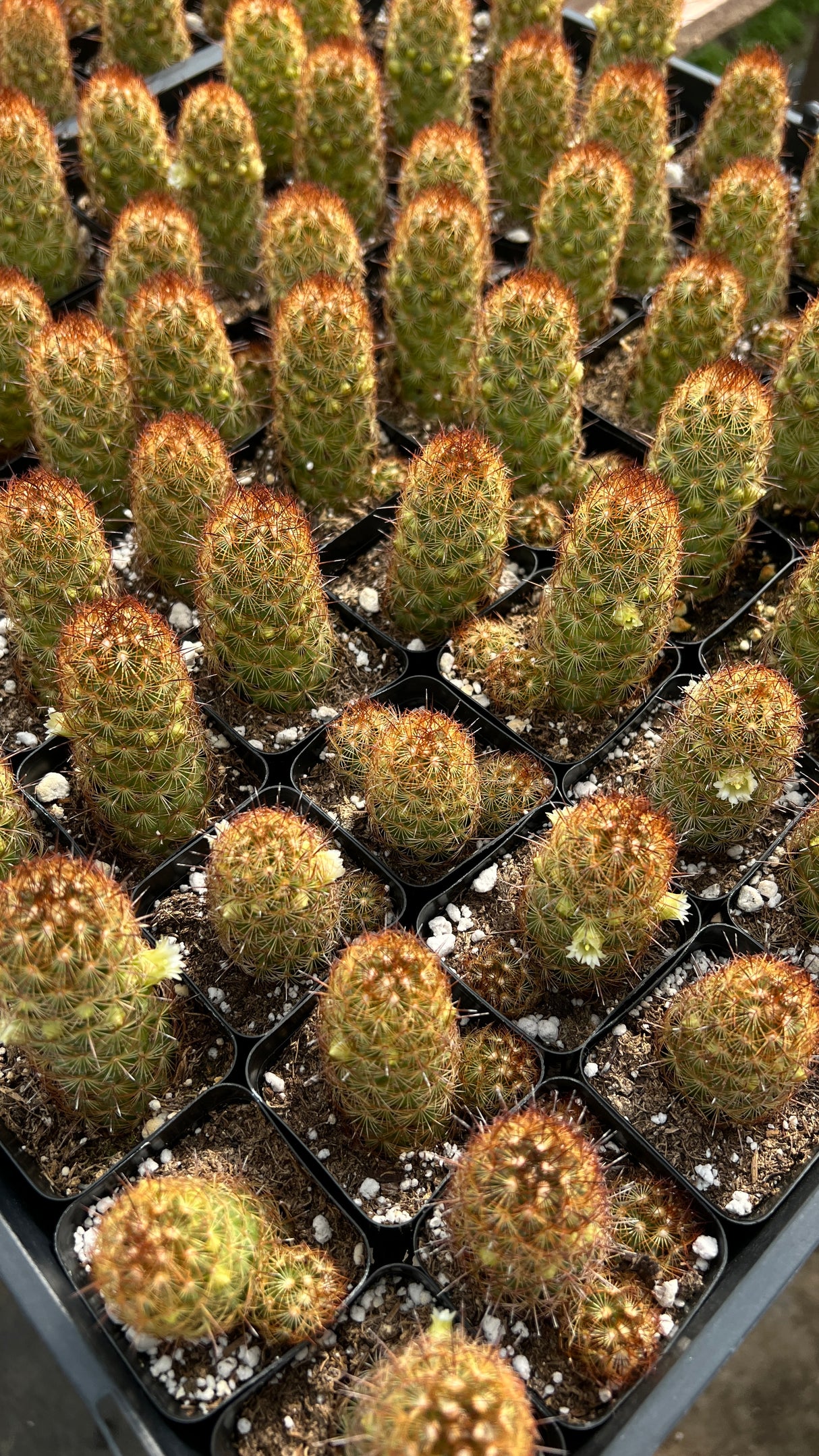 64-Pack 2” Copper King Cactus - Mammillaria elongata