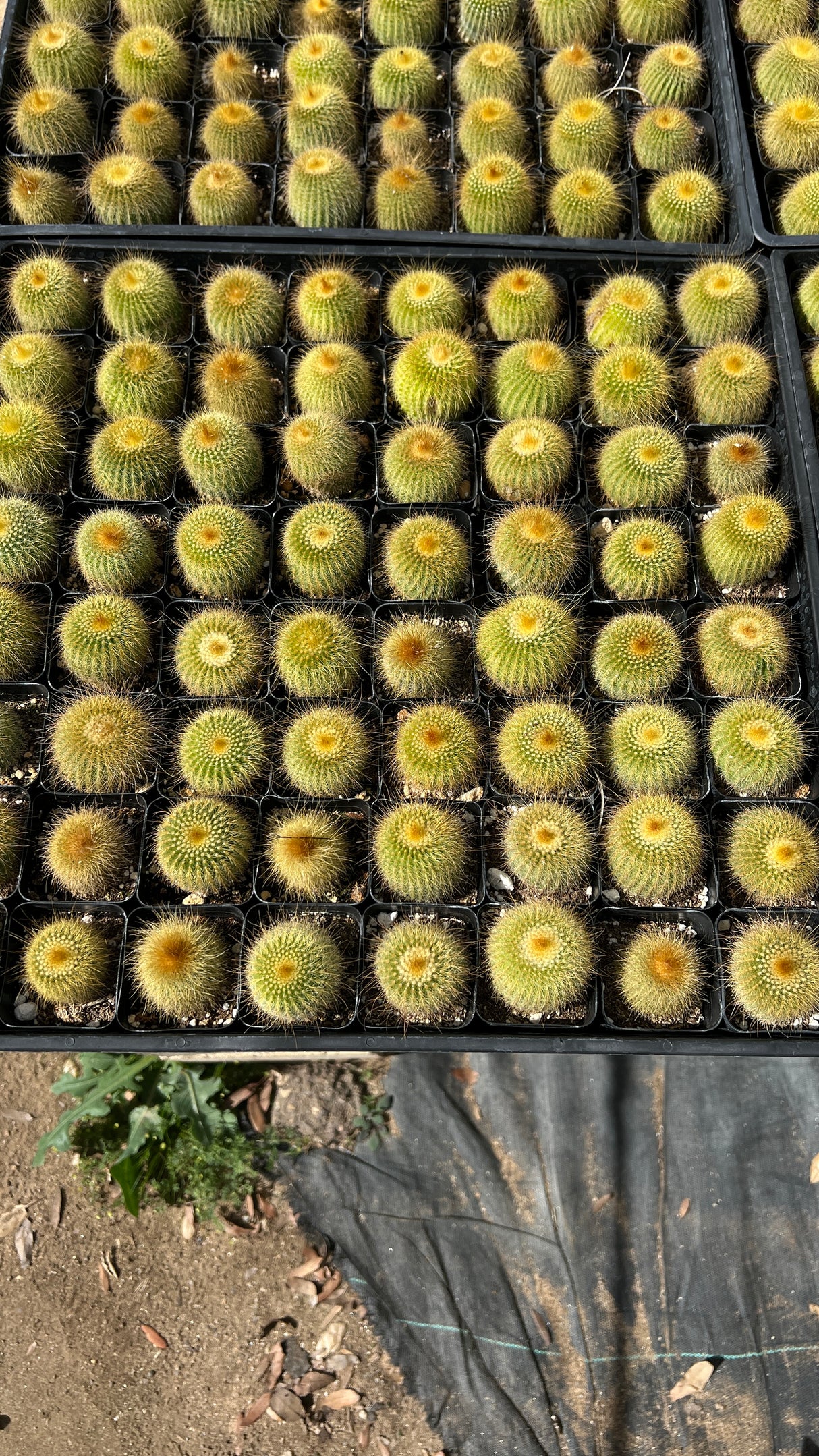 64-Pack 2” Lemon Ball Cactus - (Parodia leninghausii)
