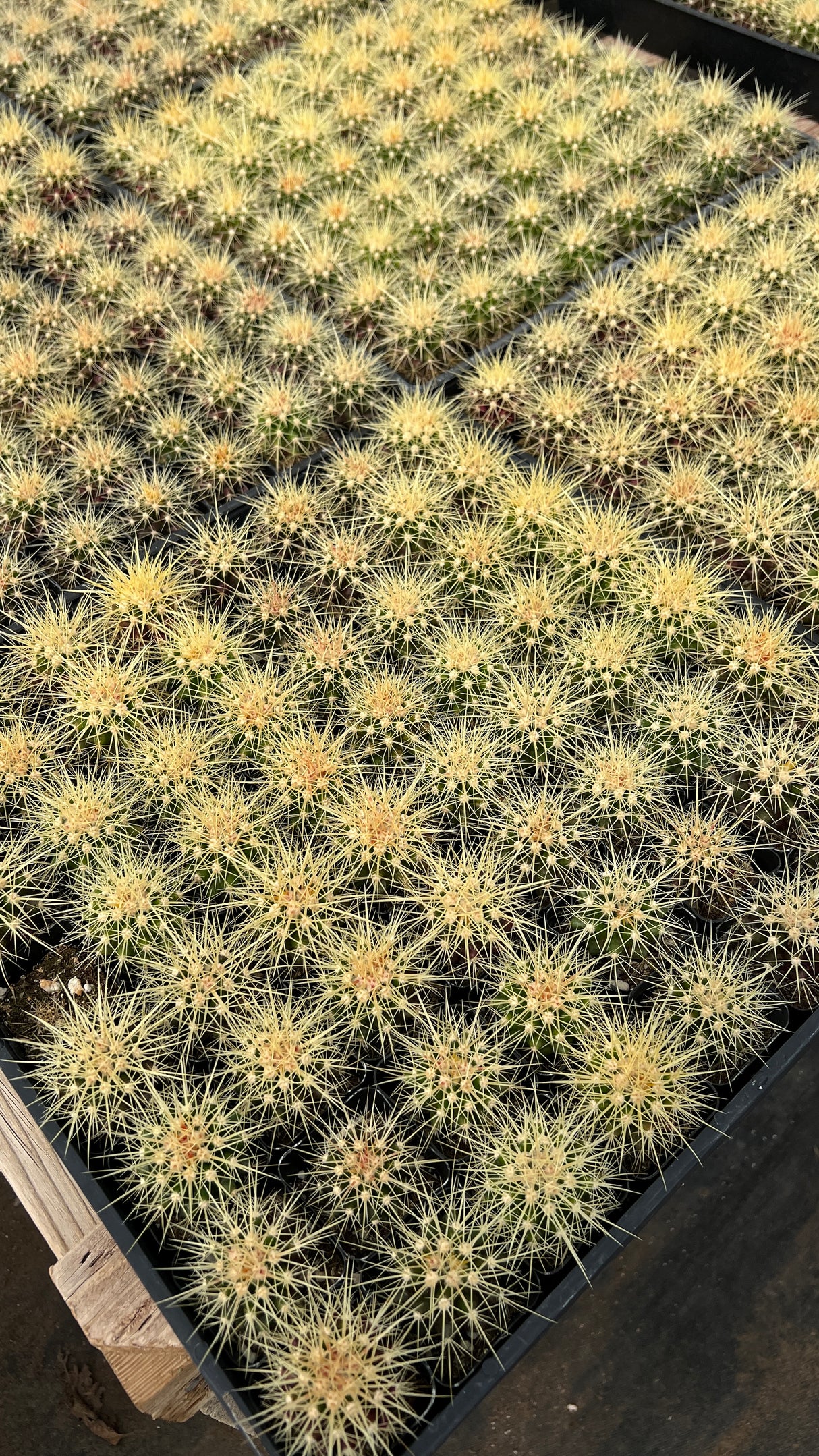64-Pack 2” Golden Barrel Cactus - Echinocactus grusonii