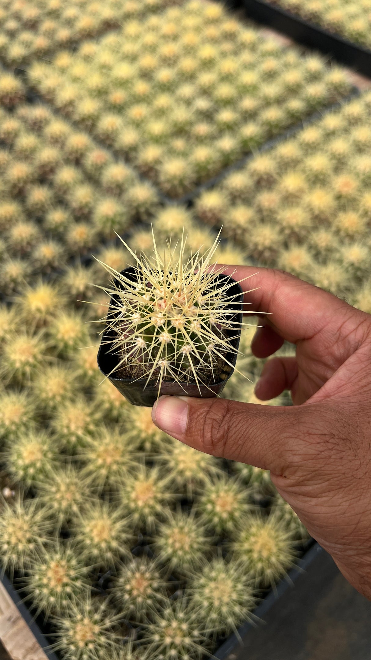 64-Pack 2” Golden Barrel Cactus - Echinocactus grusonii