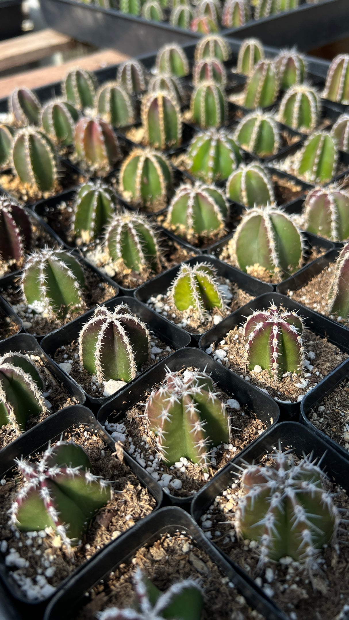 64-Pack 2” Mexican Fence Post Cactus - Pachycereus marginatus